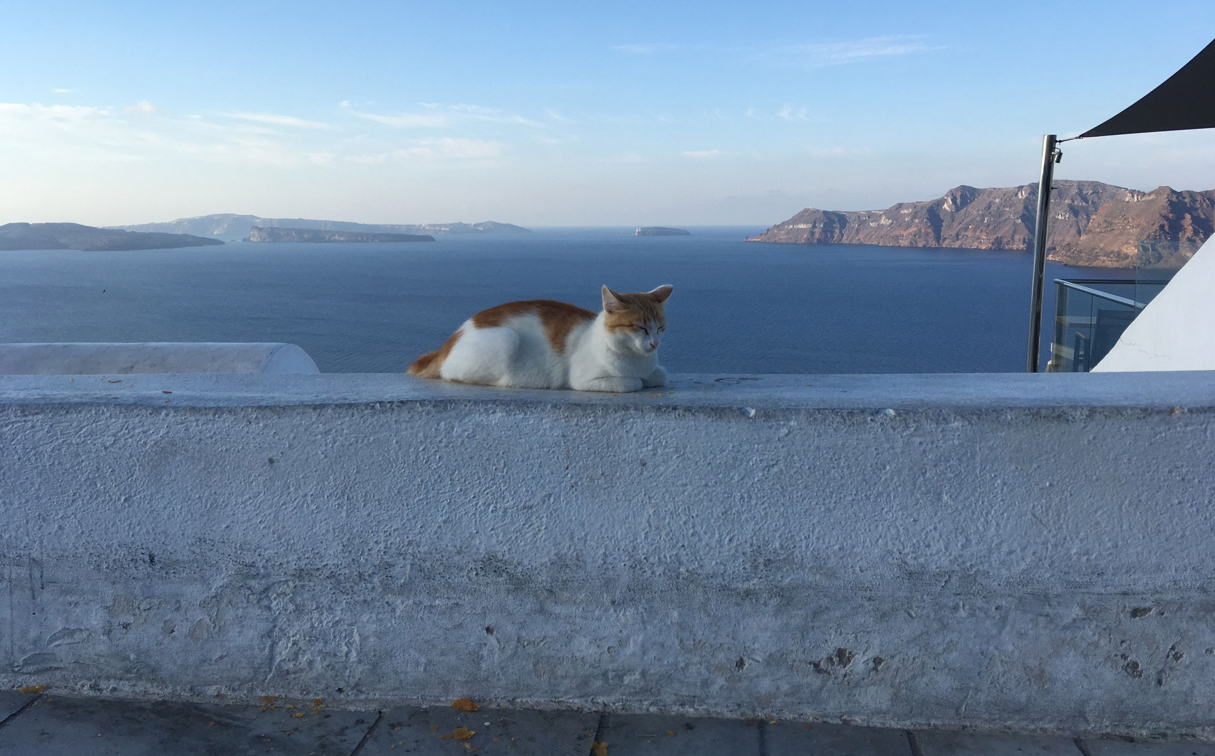 Cats In Greece: A Paradise For Cat Lovers! ⋆ Travel Secrets By V